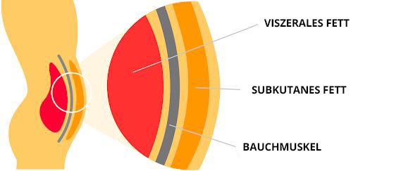 warum ist bauchfett gefährlich