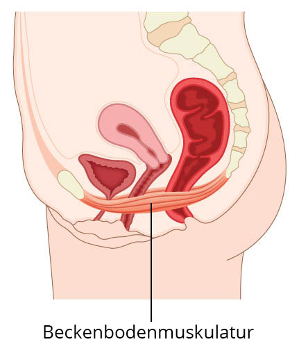 Beckenbodenmuskulatur