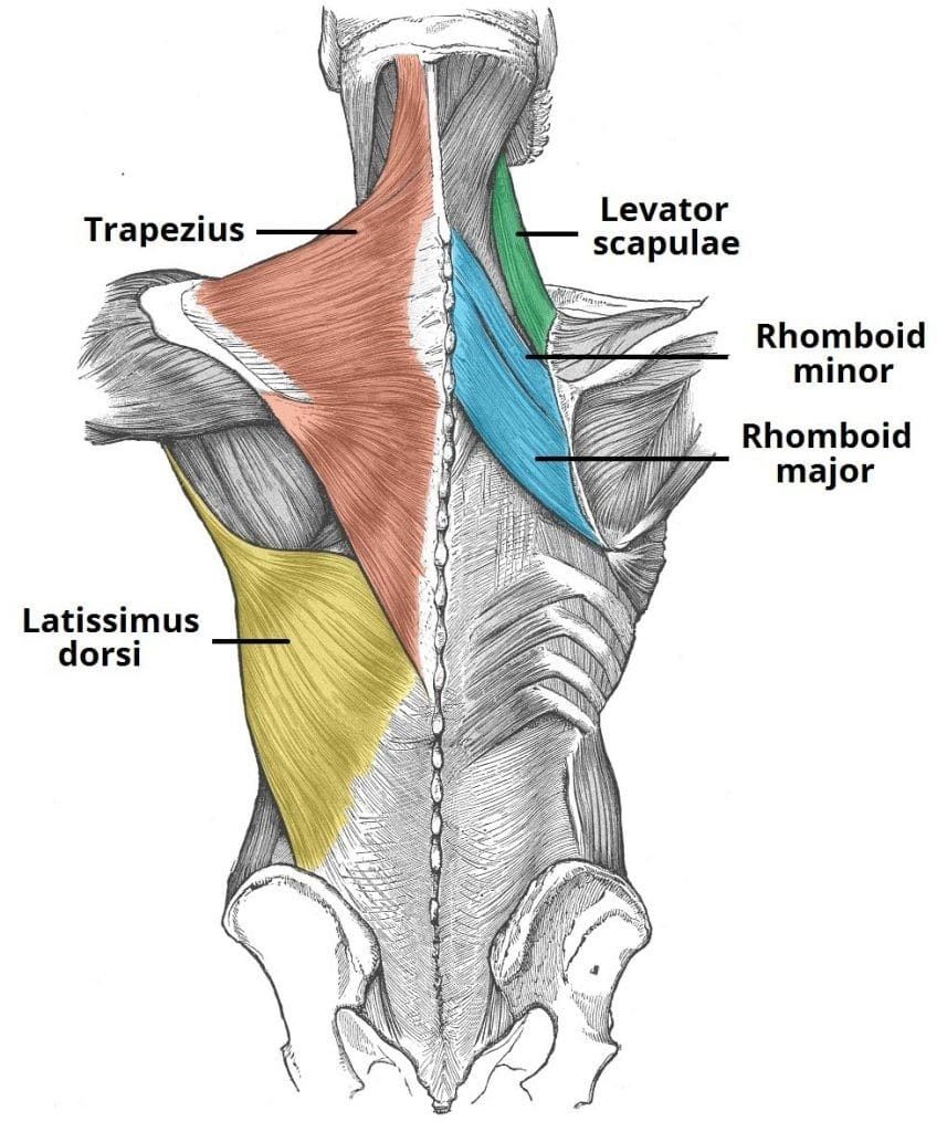 Latissimus dorsi - funktion