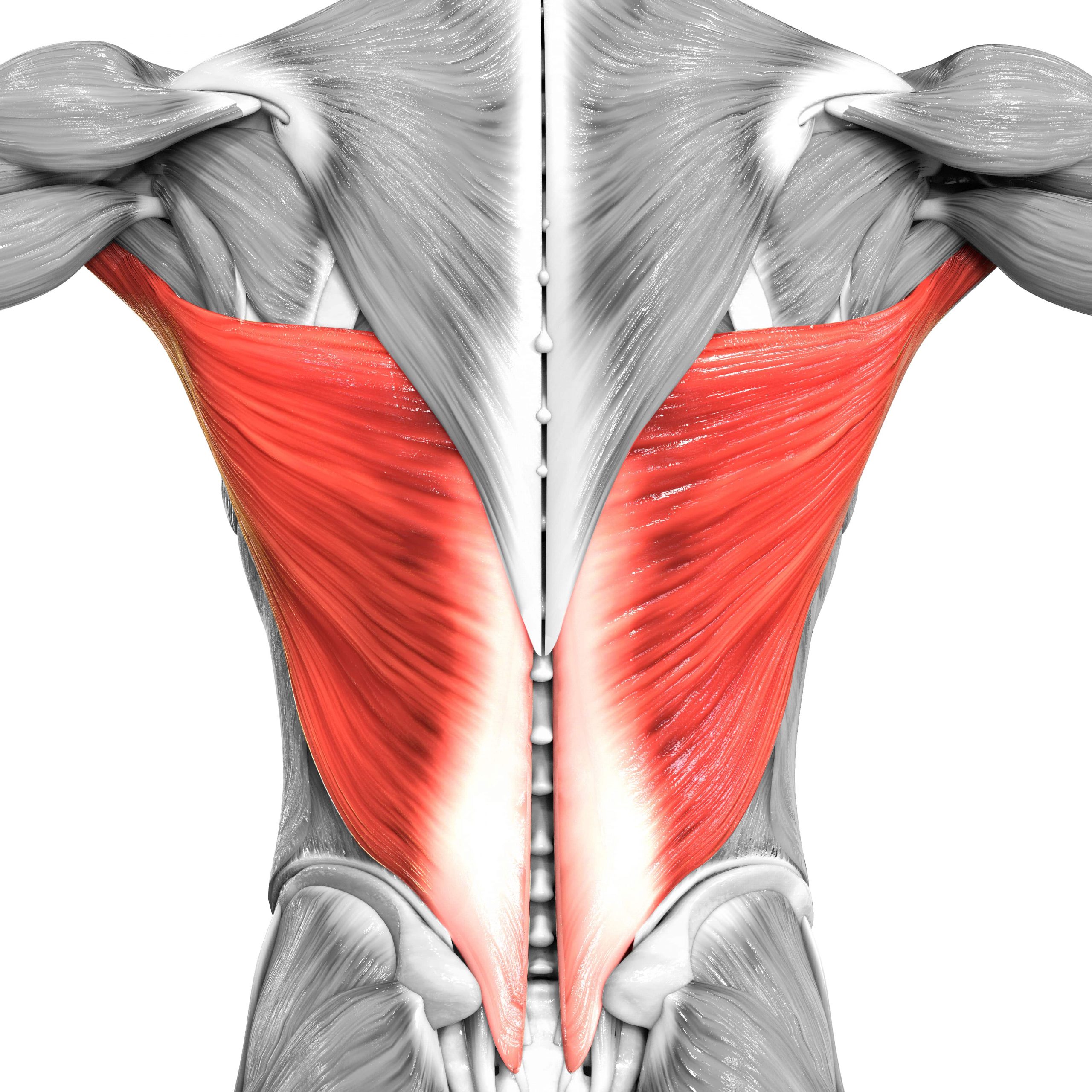 Übungen für den latissimus ohne geräte