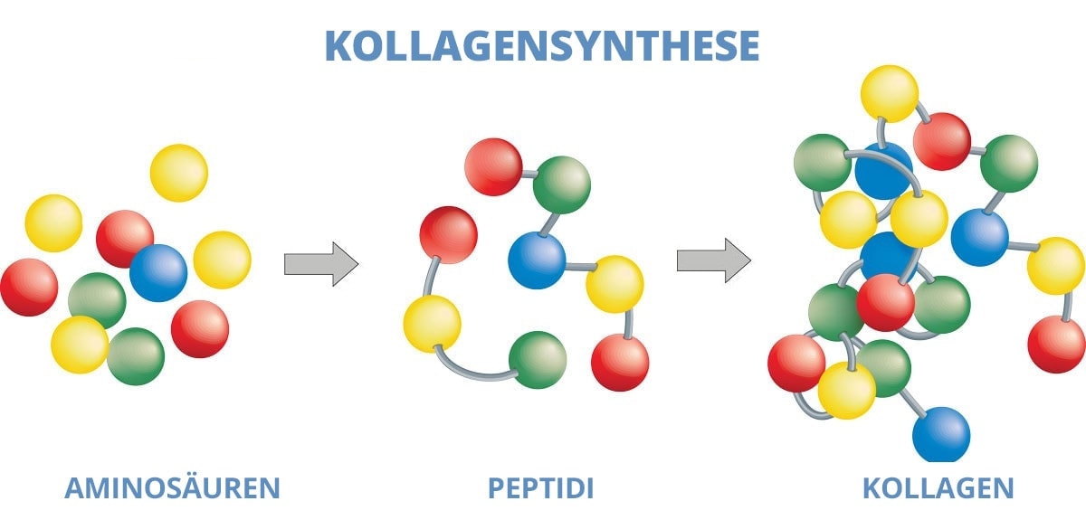 Kollagensynthese